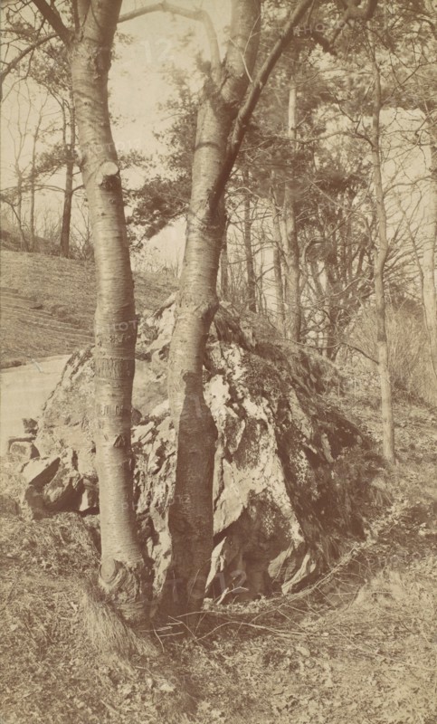 Tree Study, 1880s-90s.