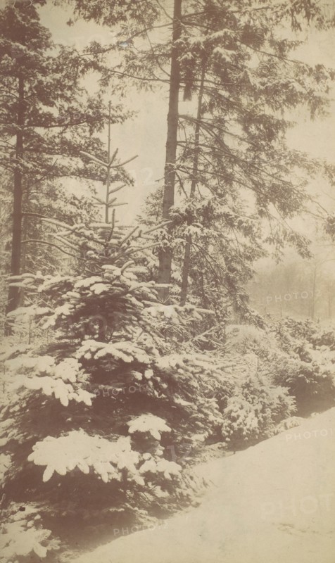 Pines in Snow, 1880s-90s.
