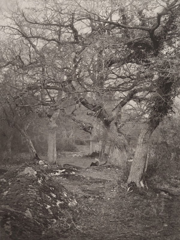 Forêt de Fontainebleau, 1870s.