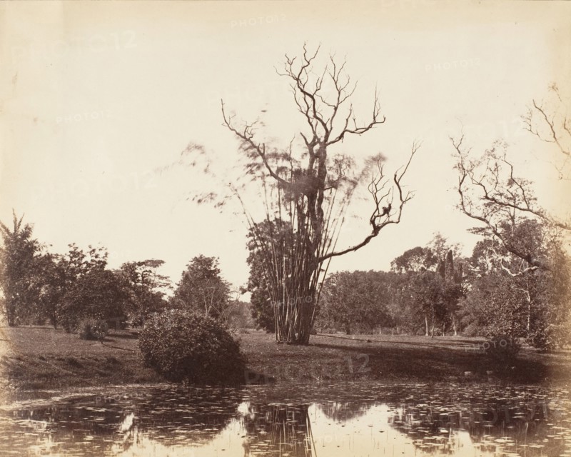[Botanical Gardens, Calcutta], 1850s.