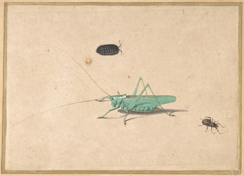 A Great Green Bush Cricket..., A Clioniona Spider, and a Beetle, 17th century (?). Creator: Anon.