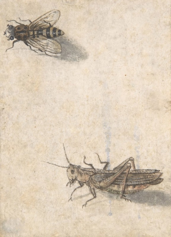 A Grasshopper and a Bee, 17th century (?). Creator: Anon.