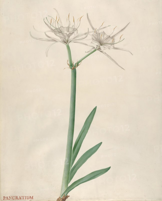 Pancratium, 1738-70. Creator: Georg Dionysius Ehret.