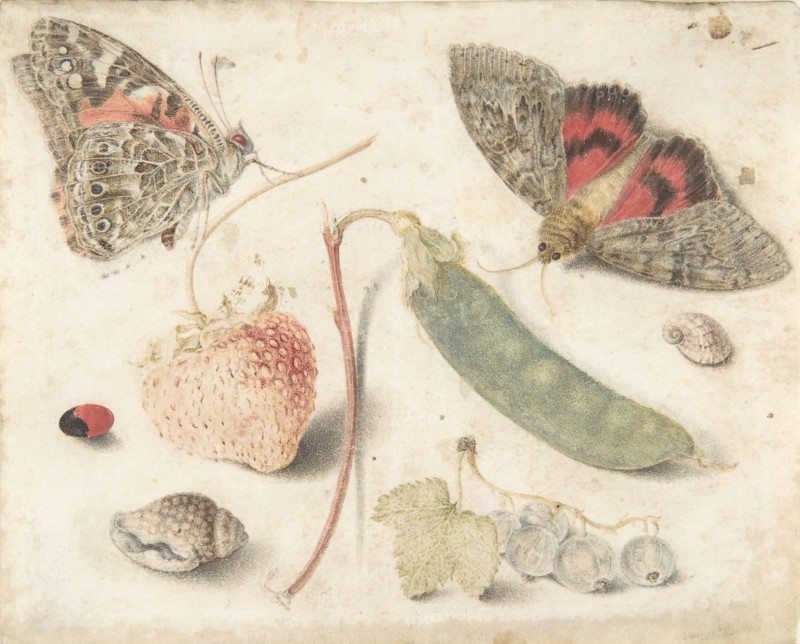 Studies of Fruits, Insects and Shells, late 16th-mid-17th century.