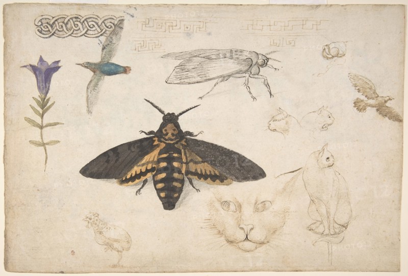 Studies of a Gentian, Moth, Birds, Cats, Interlacing Motif, and Greek Frets (recto)..., 1530-40. Creator: Giorgio di Giovanni.