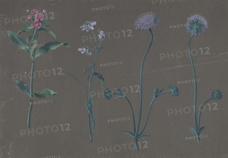 Study of Three Flowers, 1781. Creator: Johann Christian August Birnbaum.