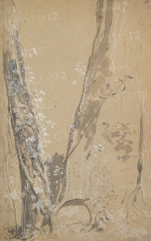 Study of Overgrown Trees; verso: Study of a Cypress and Two Overgrown Trees, . Creator: Joseph Werner.