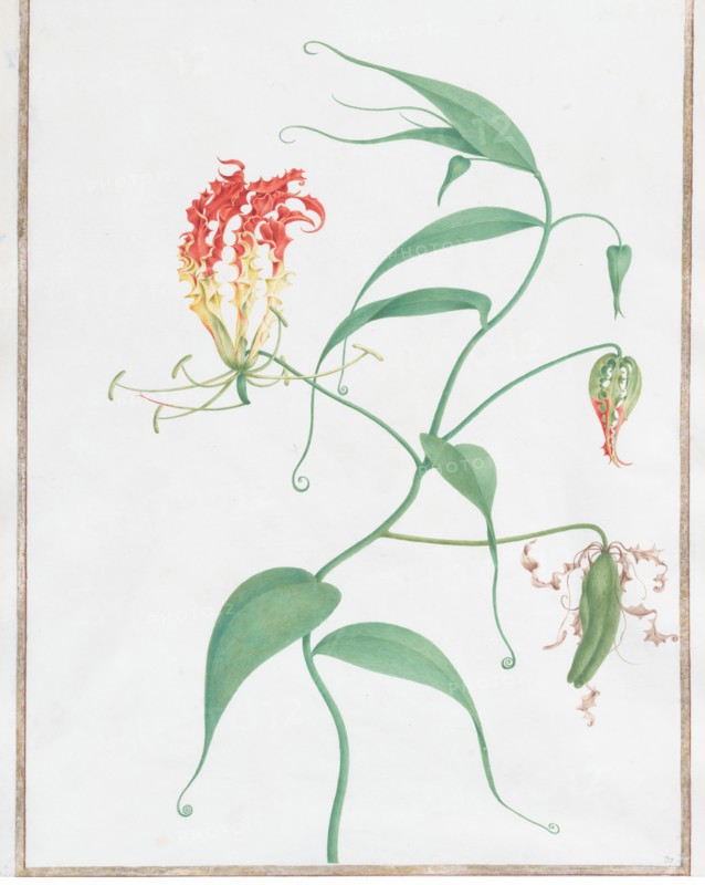 Gloriosa Superba (Climbing Lily), ca. 1660. Creator: Nicolas Robert.