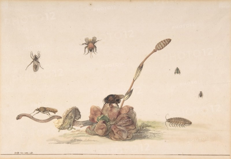 Various Insects by a Fungus, 1681. Creator: Rochus van Veen.