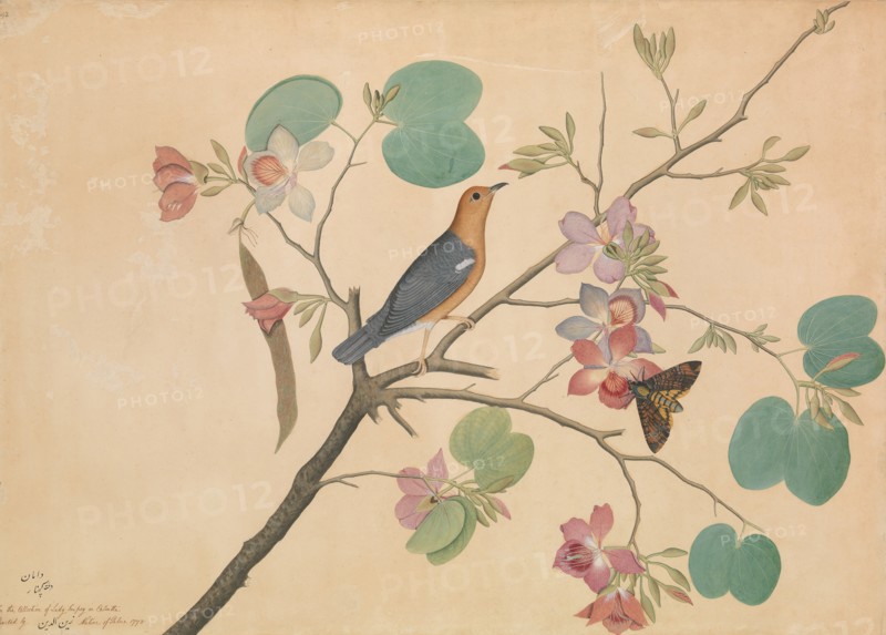 An Orange-Headed Ground Thrush and a Death's-Head Moth on a Purple Ebony..., dated 1778. Creator: Shaikh Zain al-Din.