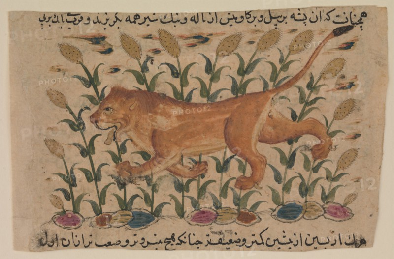 A Lion, Folio from a Dispersed Nuzhatnama-i ?Ala?i of Shahmardan ibn Abi?l Khayr, early 17th centur Creator: Unknown.