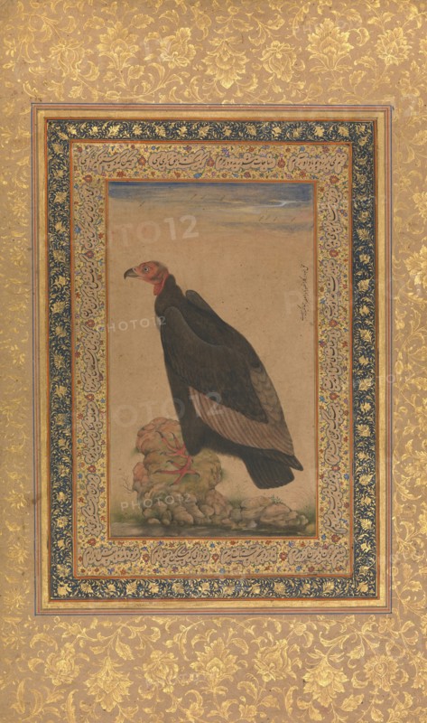 Red-Headed Vulture, Folio from the Shah Jahan Album, recto and verso: early 19th century. Creator: Unknown.
