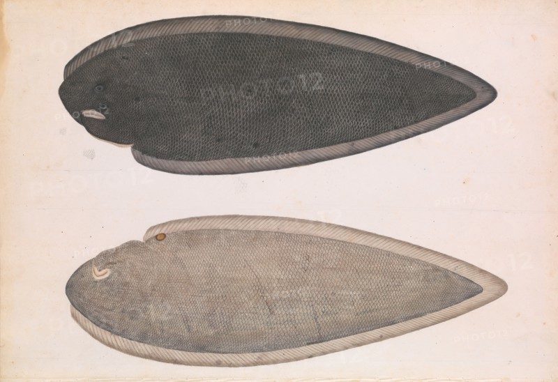 Two Sides of a Bengal River Fish, ca. 1804. Creator: Unknown.