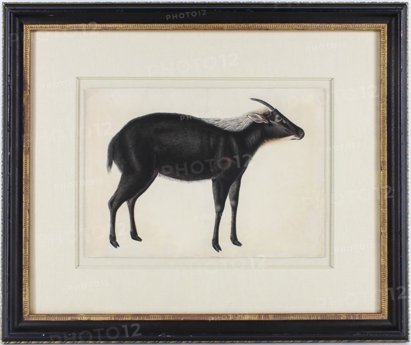 A Chinese Serow (Capricornis milneedwardsi argyrochaetes), ca. 1800. Creator: Unknown.