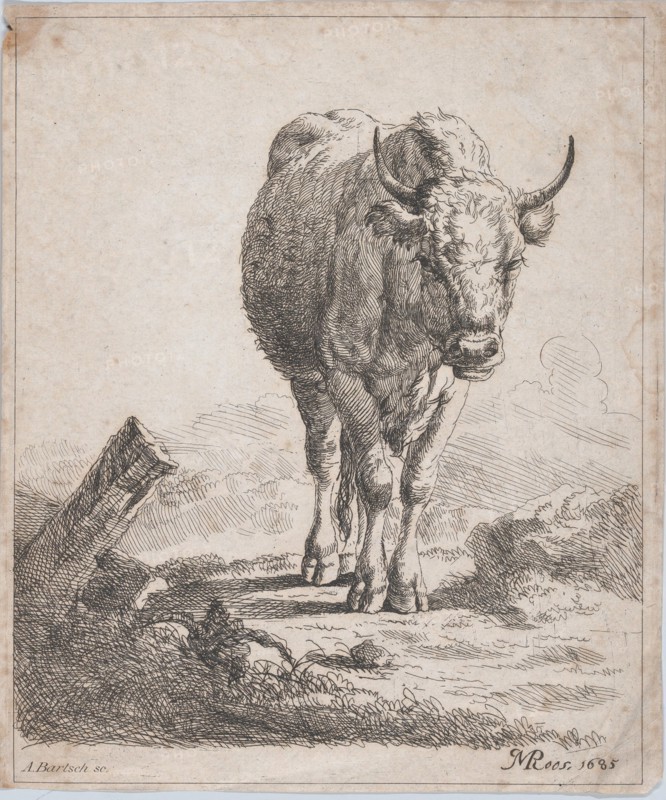 A cow, seen from the front, 1805. Creator: Adam von Bartsch.