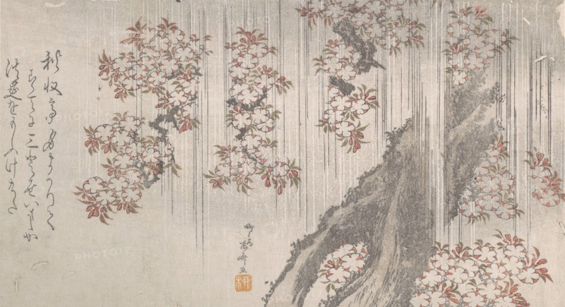 Cherry Blossoms in the Rain, 19th century., 19th century. Creator: Shinsai.