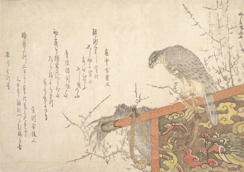 Hawk Tied to Perch. Creator: Shinsai.