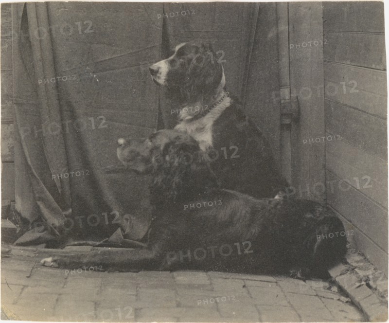 [Thomas Eakins's Dog Harry and Another Setter], 1880s., 1880s. Creator: Thomas Eakins.