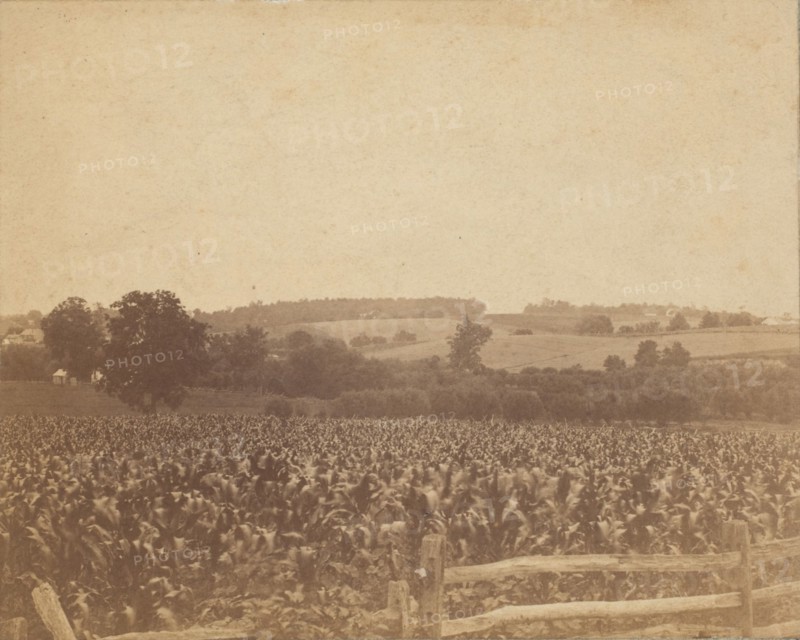 [Cornfield in Back of the Barn], 1883., 1883. Creator: Thomas Eakins.