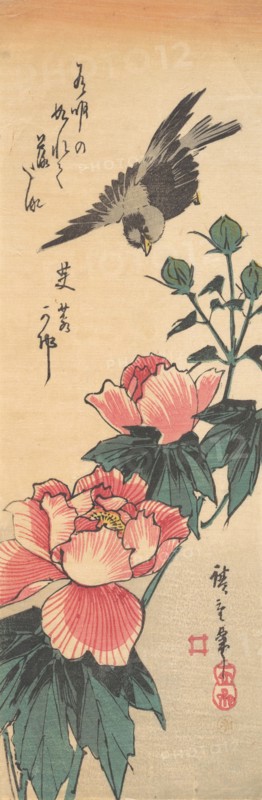 Sparrow and Hibiscus, ca. 1834., ca. 1834. Creator: Ando Hiroshige.
