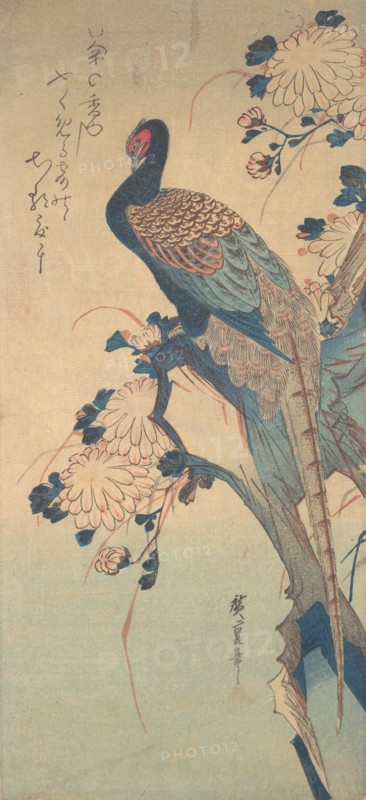 Pheasant with Chrysanthemums, ca. 1835., ca. 1835. Creator: Ando Hiroshige.