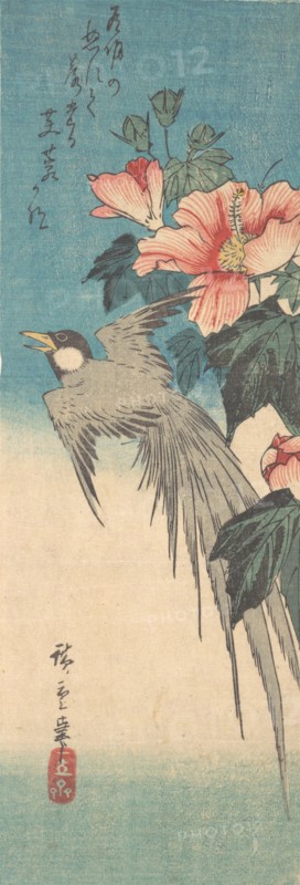 Hibiscus Mutabilis and Long-Tailed Bird, ca. 1842., ca. 1842. Creator: Ando Hiroshige.