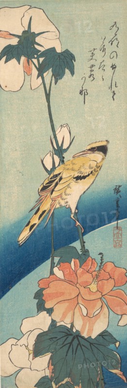 A Black-Naped Oriole on a Stem of Rose Mallow, ca. 1834., ca. 1834. Creator: Ando Hiroshige.