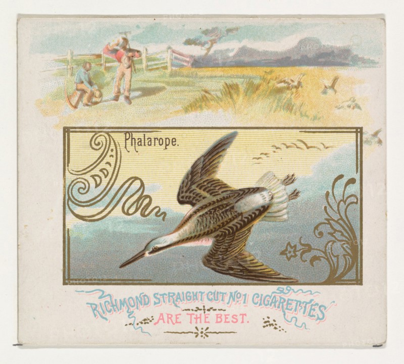 Phalarope, from the Game Birds series (N40) for Allen & Ginter Cigarettes, 1888-90.