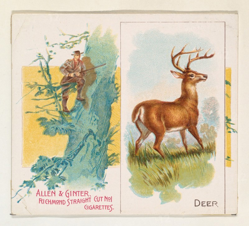 Deer, from Quadrupeds series (N41) for Allen & Ginter Cigarettes, 1890.