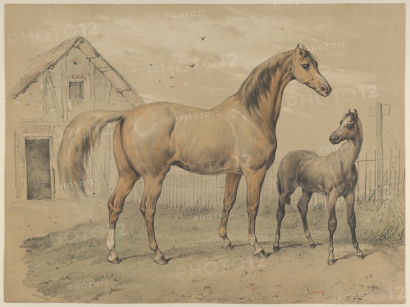 Mare and Foal, 19th century.
