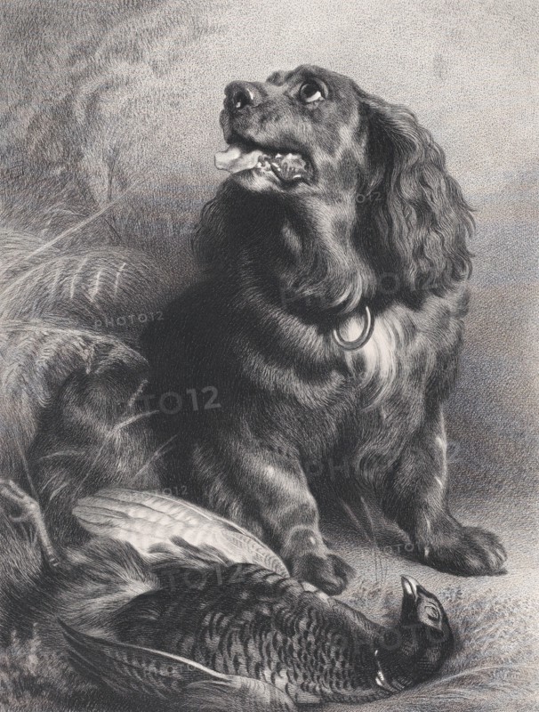 Spaniel and Pheasant, June 15, 1871.