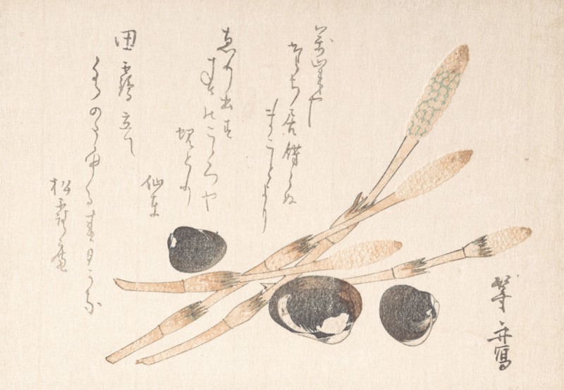 Tsukushi Plant and Shijimi Shells.