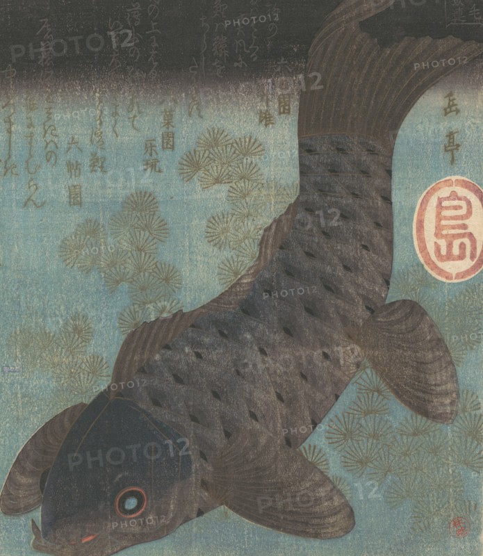 Carp and Pine.