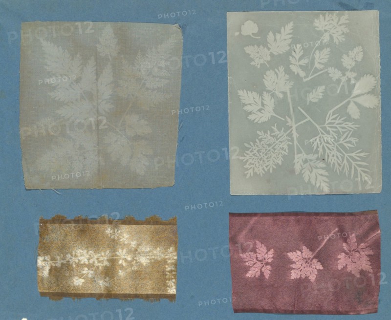 [Botanical Specimens], ca. 1841.