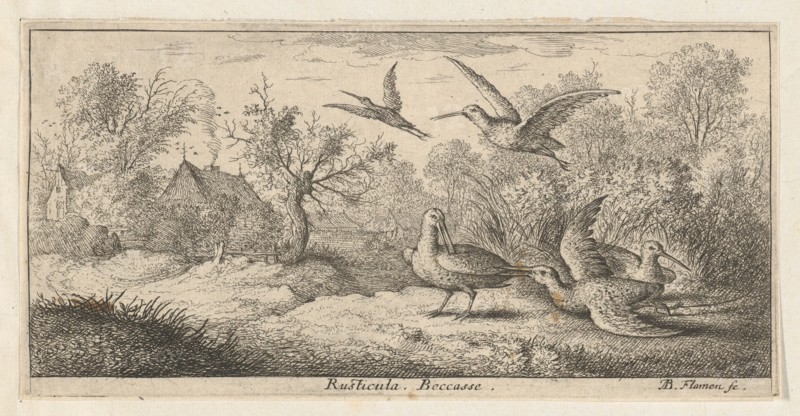Rusticula, Beccasse (The Woodcock): Livre d'Oyseaux (Book of Birds), 1655-1660.