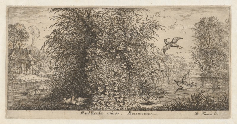 Rusticula minor, Beccassine (The Snipe): Livre d'Oyseaux (Book of Birds), 1655-1660.