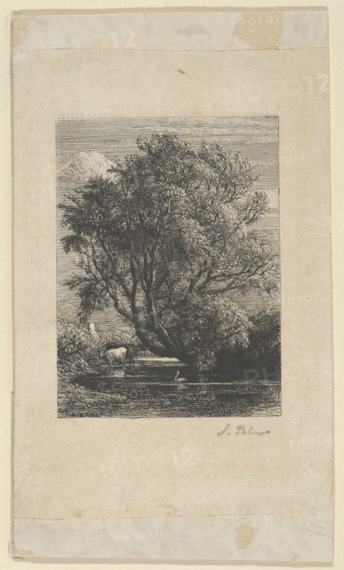 The Willow, 1850.