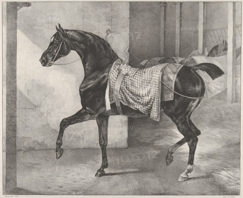 Black Horse Tethered in a Stable, 1822.