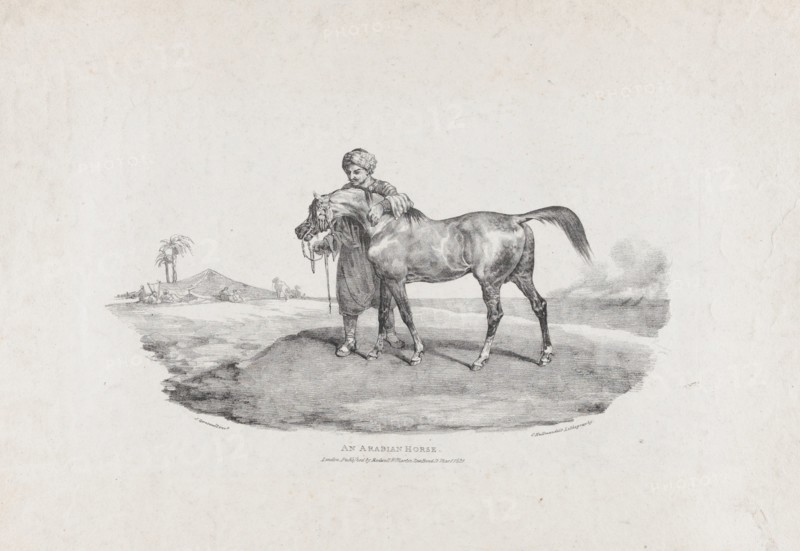 An Arabian Horse, 1821.