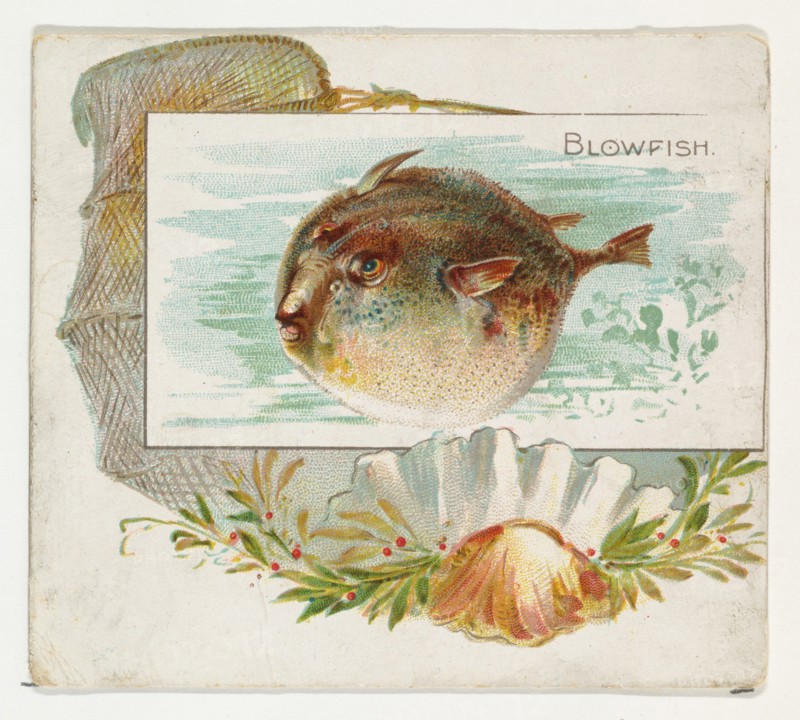 Blowfish, from Fish from American Waters series (N39) for Allen & Ginter Cigarettes, 1889.