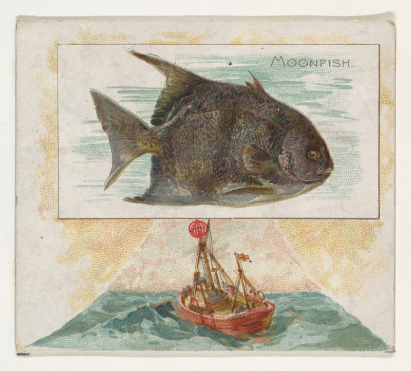 Moonfish, from Fish from American Waters series (N39) for Allen & Ginter Cigarettes, 1889.