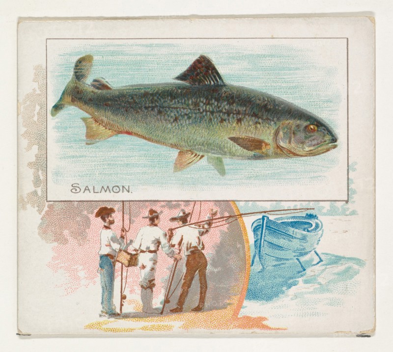 Salmon, from Fish from American Waters series (N39) for Allen & Ginter Cigarettes, 1889.