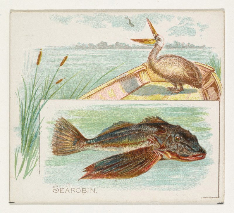 Searobin, from Fish from American Waters series (N39) for Allen & Ginter Cigarettes, 1889.