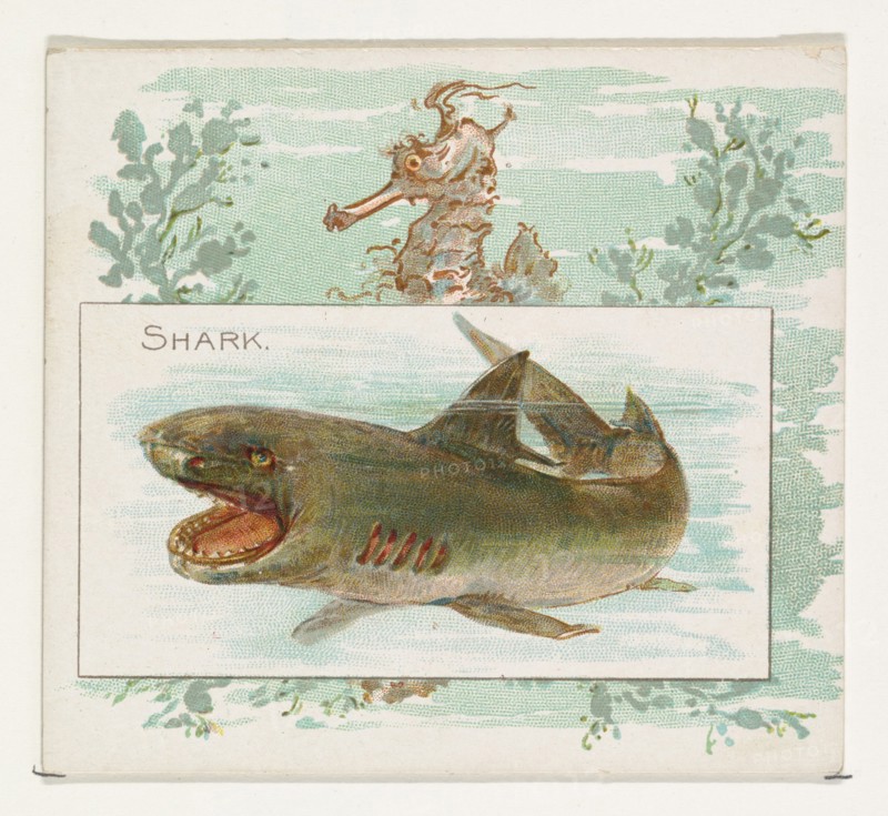 Shark, from Fish from American Waters series (N39) for Allen & Ginter Cigarettes, 1889.