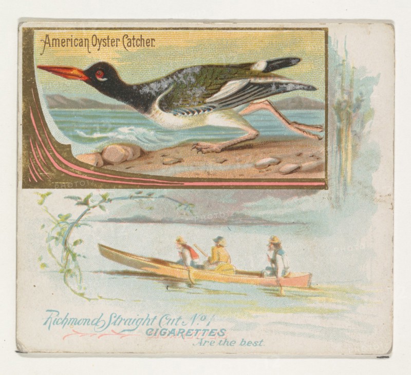American Oyster Catcher, from the Game Birds series (N40) for Allen & Ginter Cigarettes, 1888-90.