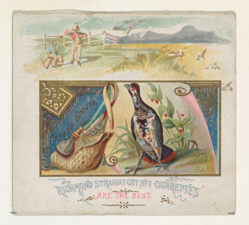 Canada Grouse, from the Game Birds series (N40) for Allen & Ginter Cigarettes, 1888-90.