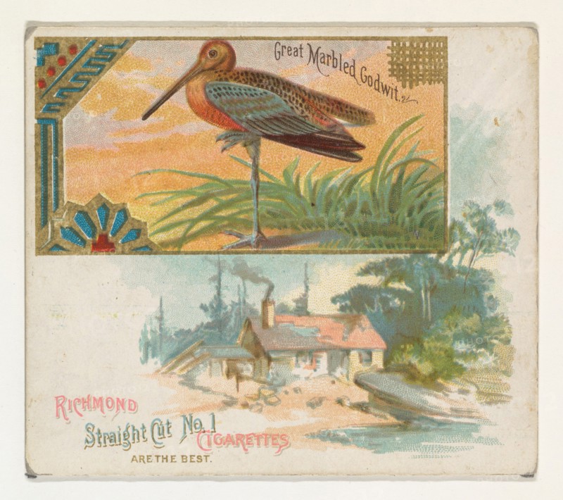 Great Marbled Godwit, from the Game Birds series (N40) for Allen & Ginter Cigarettes, 1888-90.