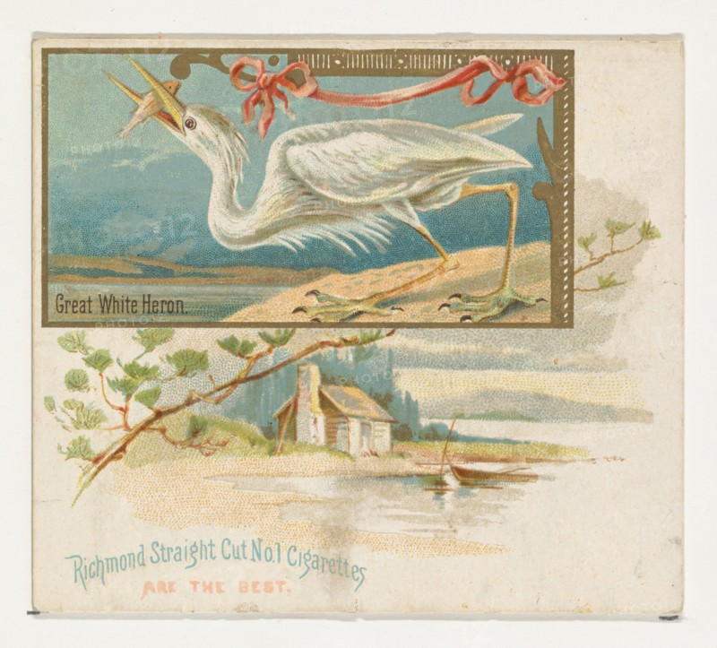 Great White Heron, from the Game Birds series (N40) for Allen & Ginter Cigarettes, 1888-90.