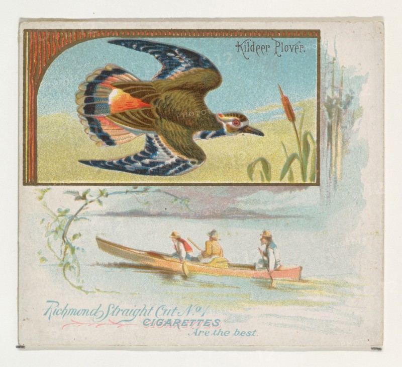 Kildeer Plover, from the Game Birds series (N40) for Allen & Ginter Cigarettes, 1888-90.