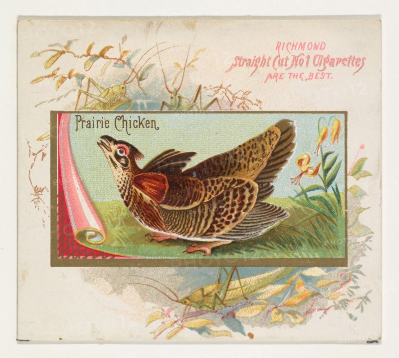 Prairie Chicken, from the Game Birds series (N40) for Allen & Ginter Cigarettes, 1888-90.